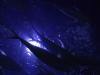 Fishies at night